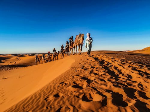 Mensen Rijden Op Kamelen