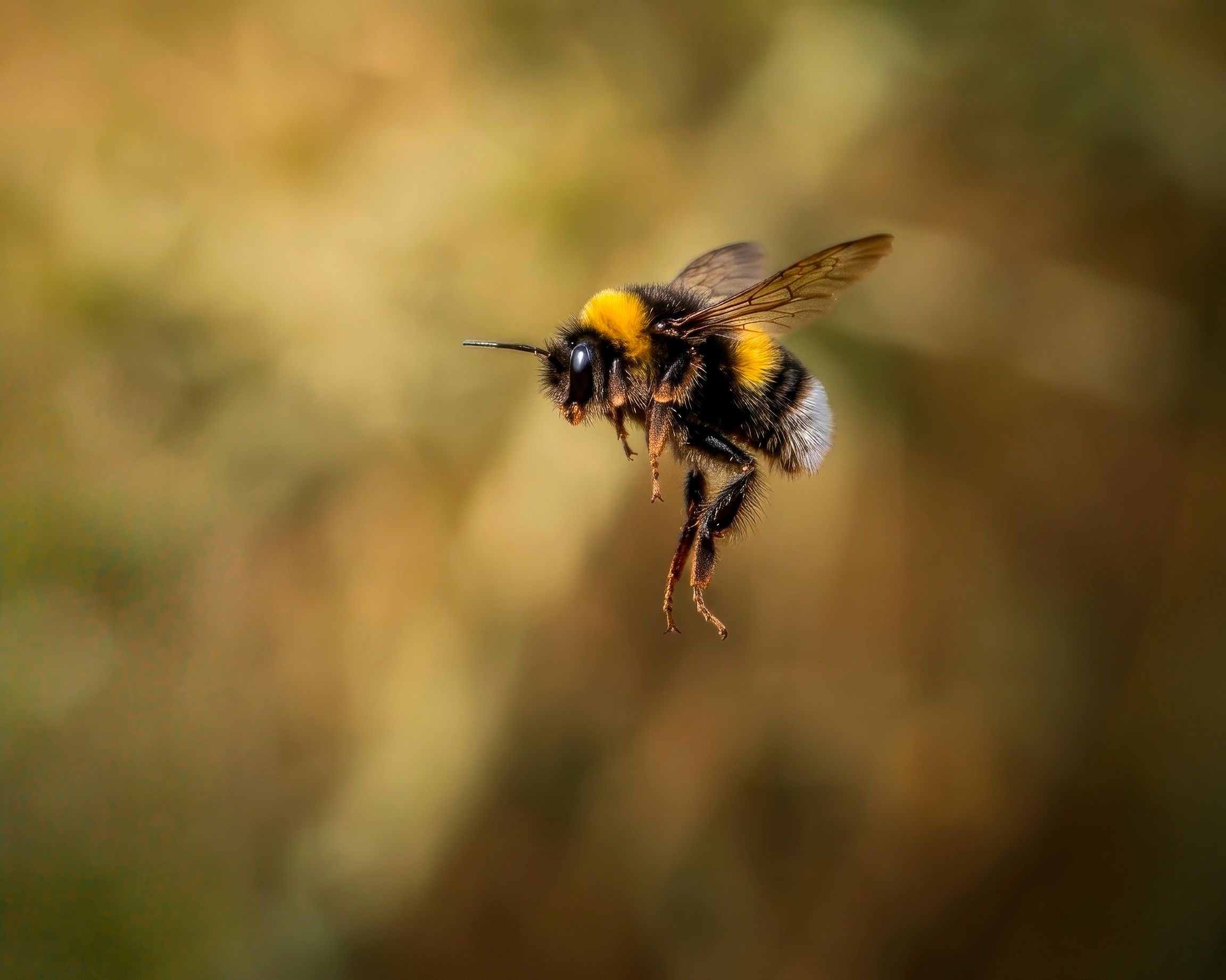 Achieve Blogging Buzz