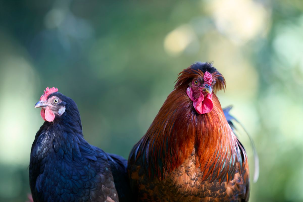 The Defining Character of Chicken Marengo