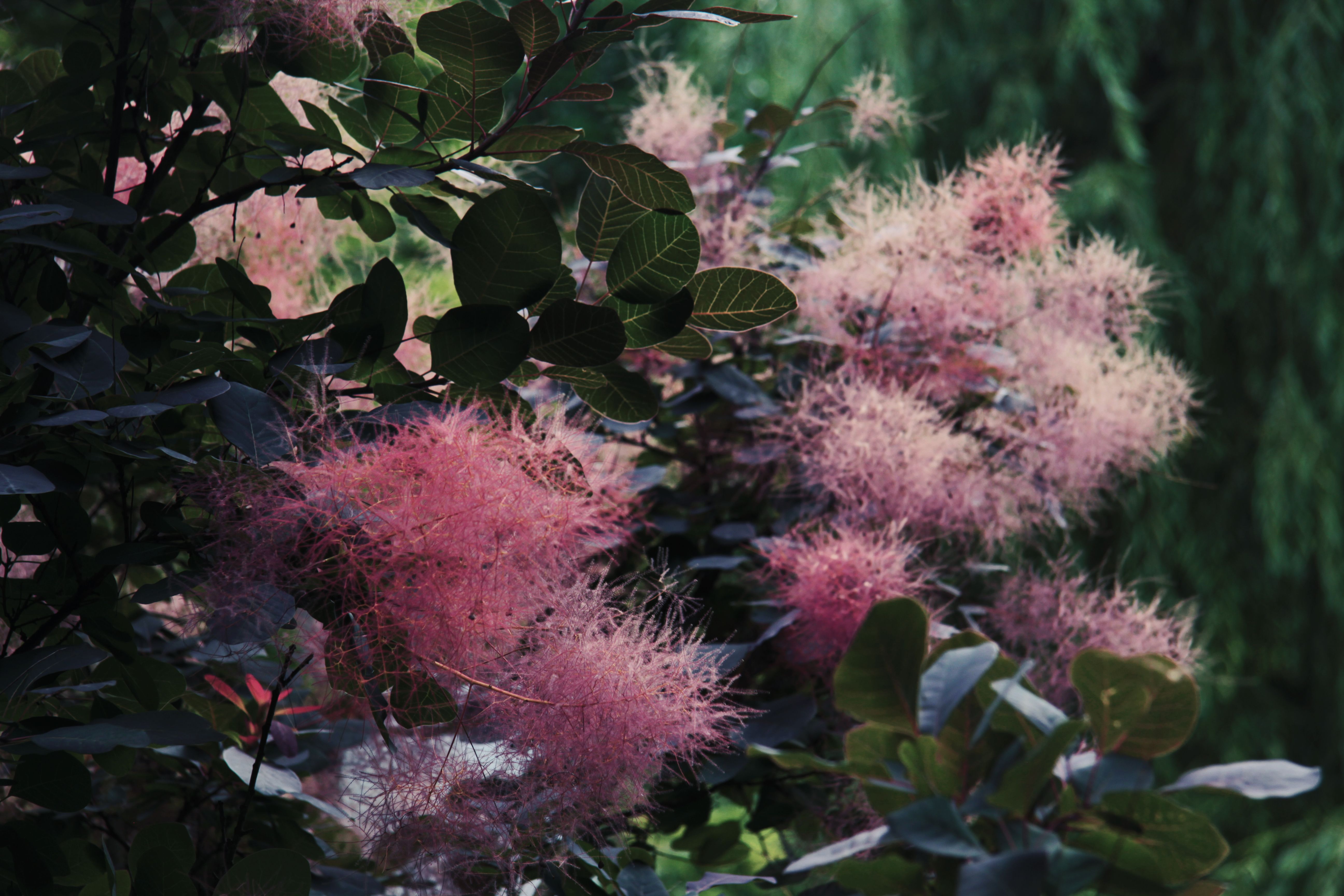 Smoke bush in full summer bloom with hazy pink plumes — pruning smoke bush tree in Surrey BC