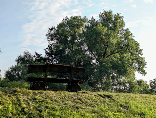 Free A wooden bench set against a lush tree in a peaceful outdoor meadow scene. Stock Photo