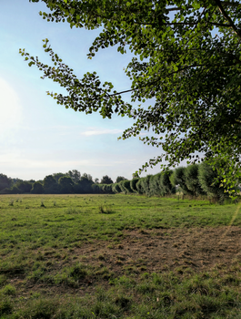 Serene meadow landscape with lush green trees and clear blue sky.