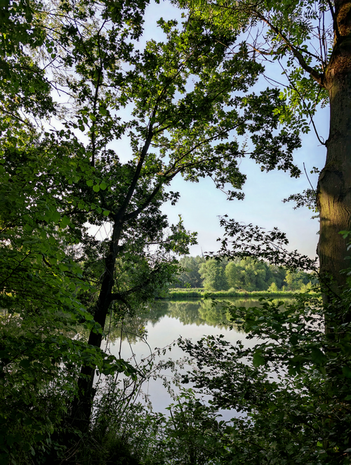 Free Tranquil forest lake surrounded by lush green trees, perfect for nature lovers. Stock Photo
