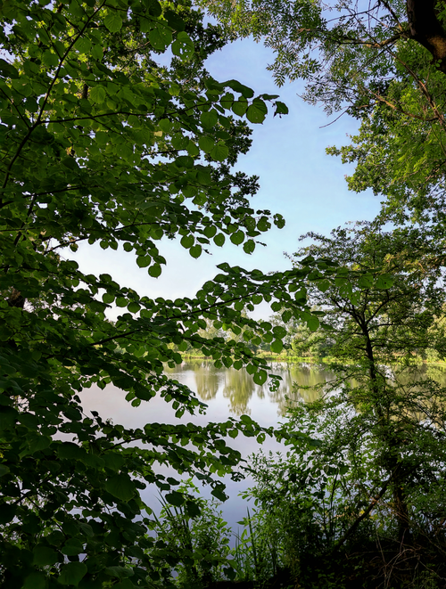 Free Peaceful summer scene of a lake framed by green trees and foliage. Stock Photo