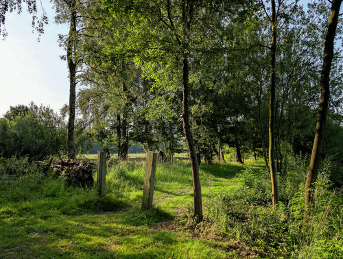 Free Tranquil forest pathway surrounded by lush green trees and sunlight filtering through leaves. Stock Photo