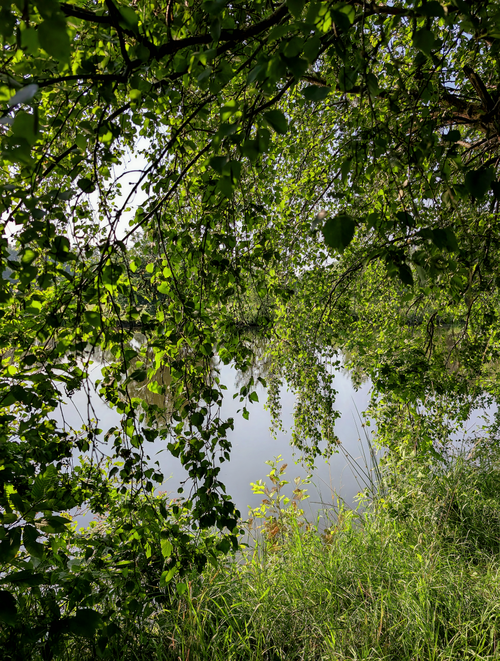 Free A tranquil view of a lake through dense, lush green foliage, capturing nature's serene beauty. Stock Photo