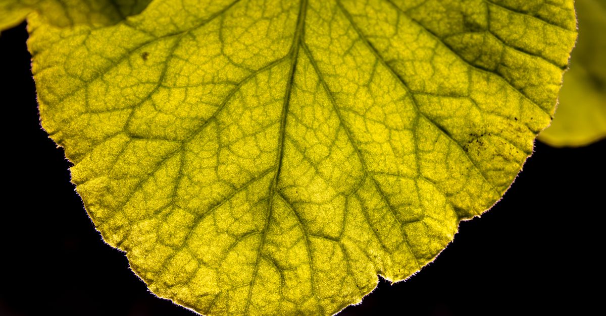 Fotografia macro detalhada de uma folha verde, exibindo padrões de nervuras intrincados e destacando a beleza da natureza.