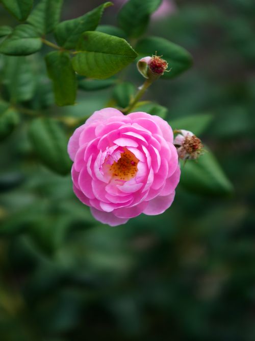 Free Close-up of a blooming pink rose with lush green leaves in an English garden setting. Stock Photo