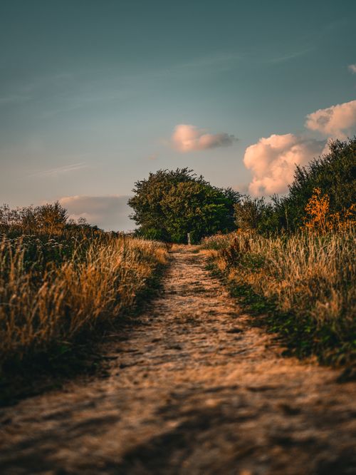 Free A scenic pathway through lush fields leading to a tree under a vibrant sunset sky in England. Stock Photo
