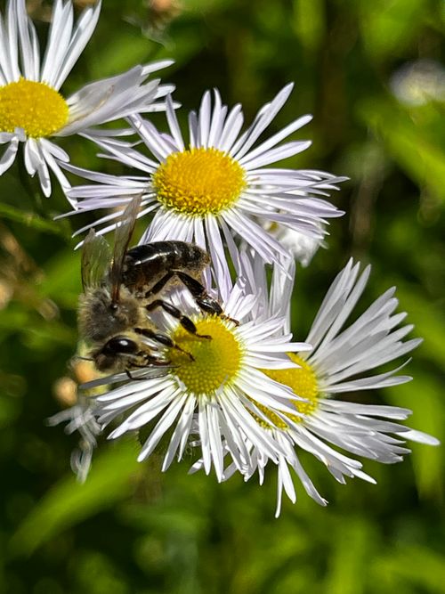 Free A close-up of a bee pollinating white daisies with vibrant yellow centers outdoors in summer. Stock Photo