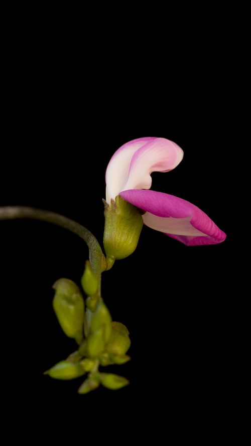Free Macro shot of vibrant pink Canavalia gladiata (sword bean) flower, isolated on a black background. Stock Photo