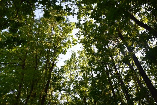 Captivating view of a forest canopy with sunlight filtering through leaves, creating a serene atmosphere.
