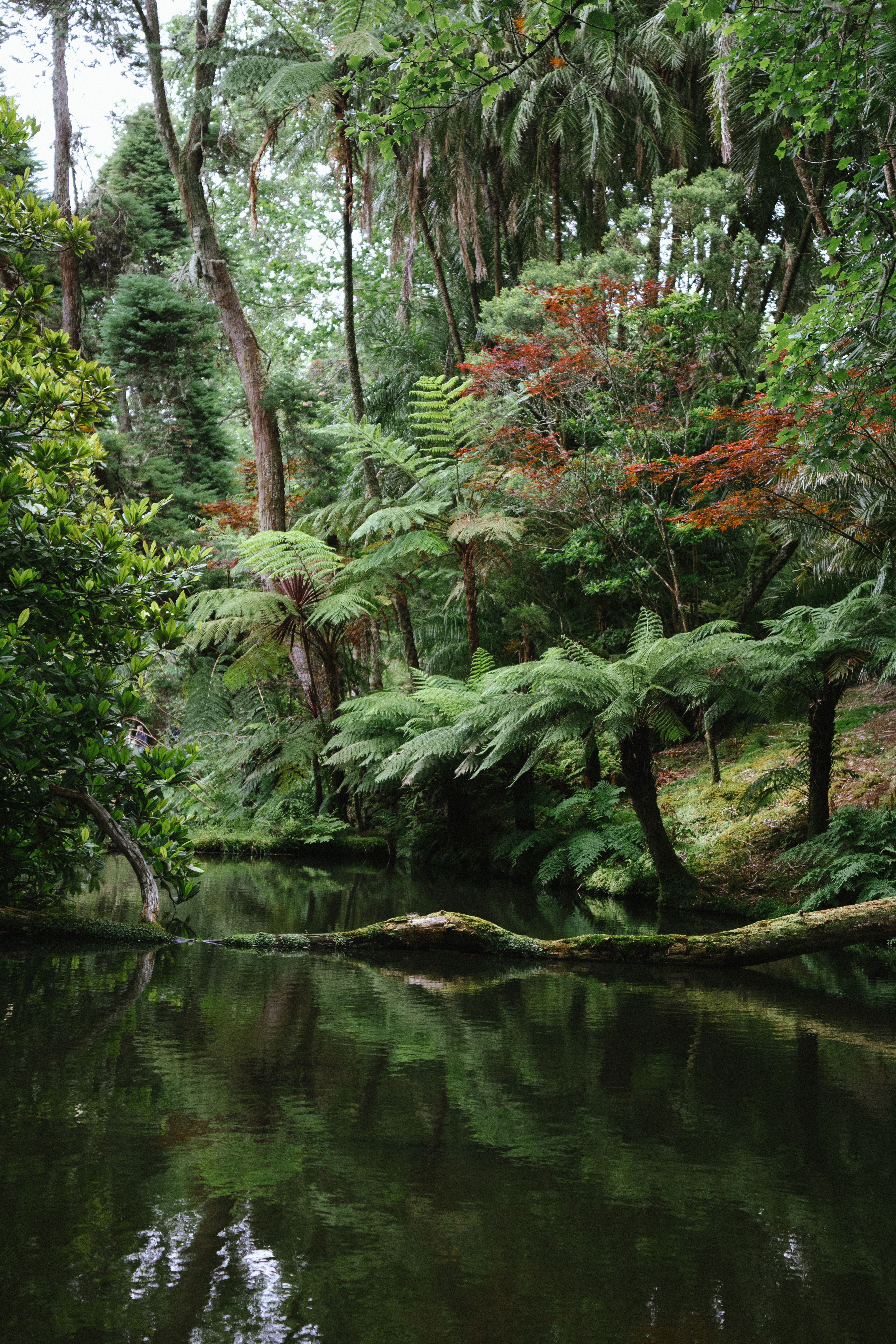 Serene forest scene in Açores, Portugal with lush greenery and reflective water surface.
