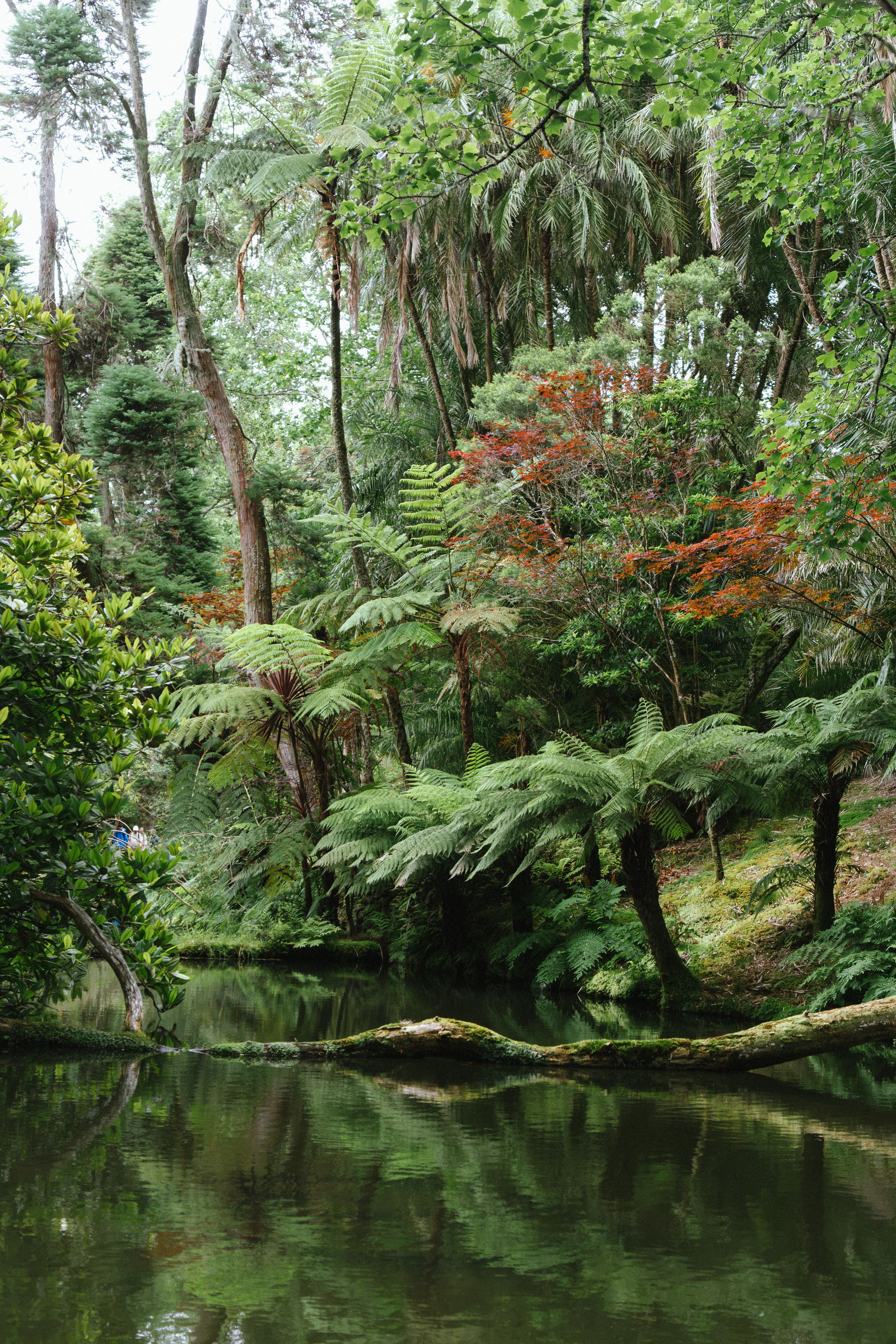 Serene forest landscape with lush greenery reflecting in calm water in Açores, Portugal.