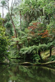Serene forest landscape with lush greenery reflecting in calm water in Açores, Portugal.