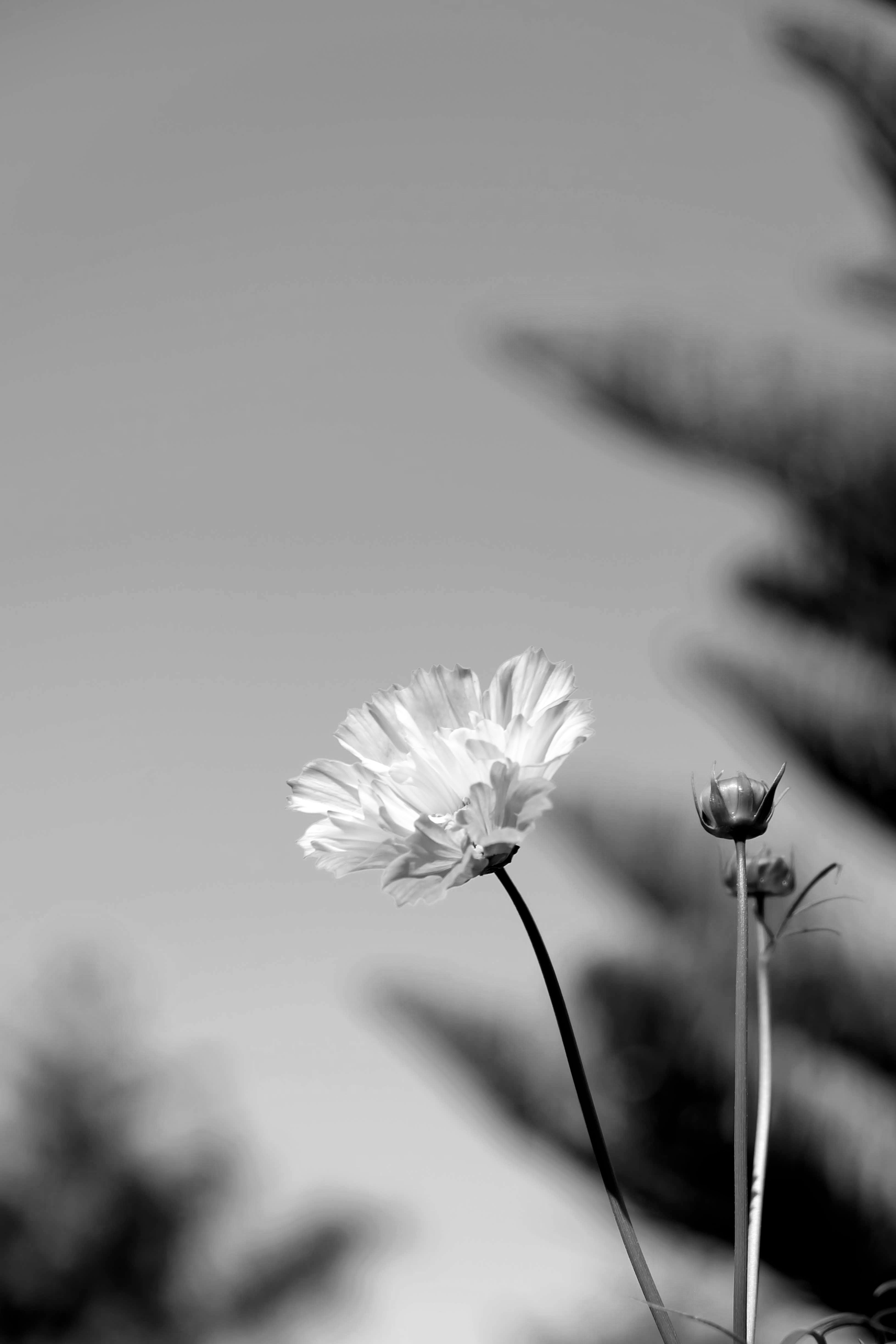 Artistic black and white photo of a flower with a blurred natural background.
