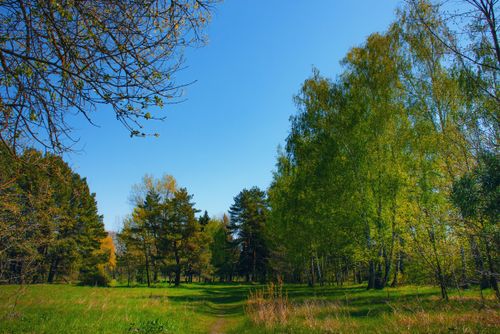 Free A serene pathway through lush green trees and a clear blue sky in spring. Stock Photo