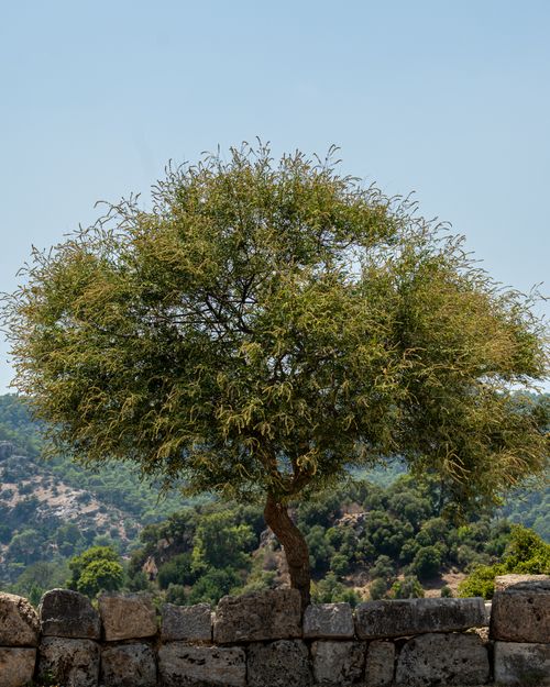 Free A picturesque solitary tree stands against a serene Muğla backdrop, capturing nature's beauty. Stock Photo