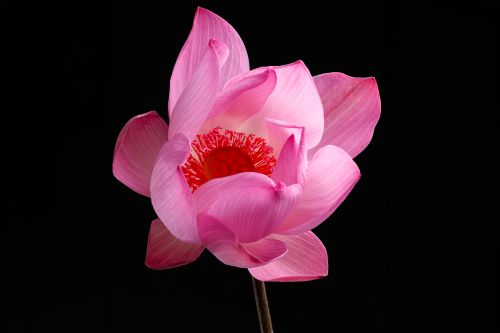 Free Close-up of a vibrant pink lotus flower against a dark background, showcasing its delicate petals. Stock Photo