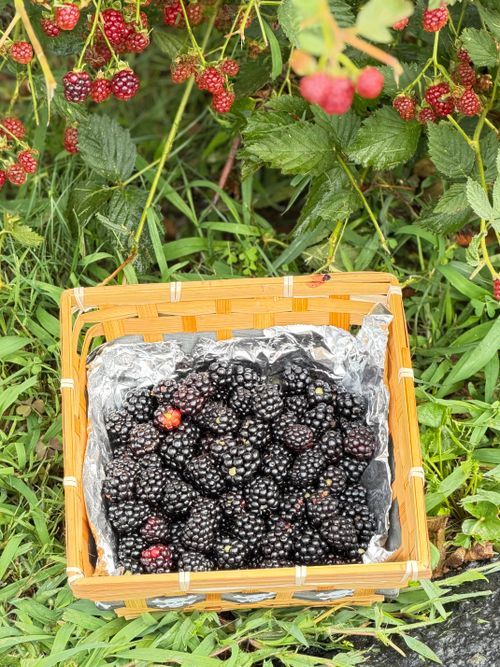 Free A wicker basket filled with ripe blackberries sits among lush garden foliage, capturing the essence of a fresh fruit harvest. Stock Photo