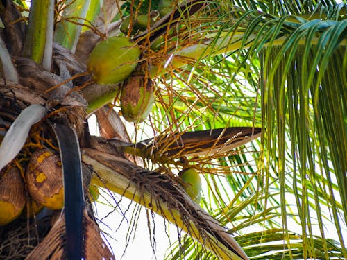 Free stock photo of cocoanut, cocoanut palm, cocoanuts Stock Photo