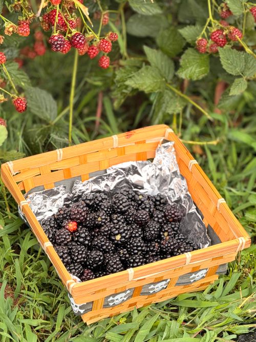 Free A basket full of freshly picked blackberries in a garden setting, showcasing nature's bounty. Stock Photo