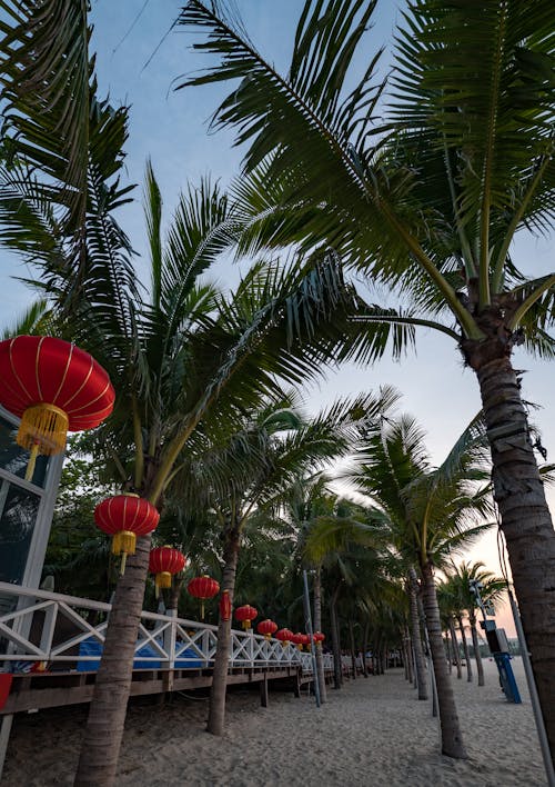 Green Palm Trees Under the Blue Sky