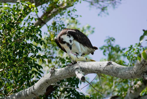 Безкоштовне стокове фото на тему «osprey, дерево, дзьоб»