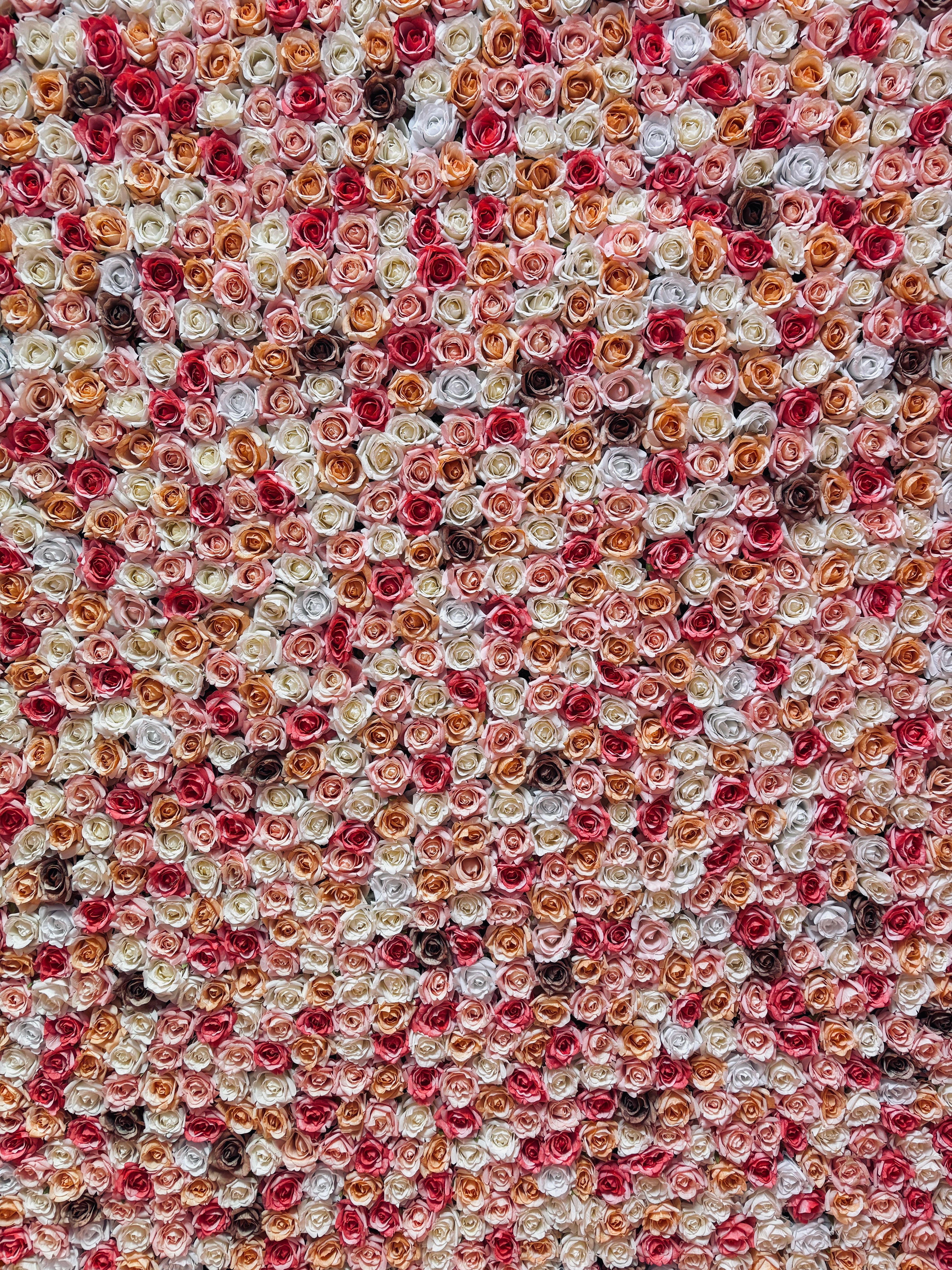 Colourful rose flower wall backdrop
