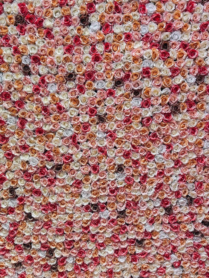 Multicoloured rose flower wall