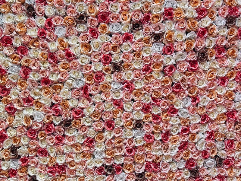 Colourful rose flower wall