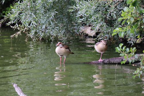 Free Two Egyptian geese in a lush, tranquil pond. Perfect for nature themes. Stock Photo