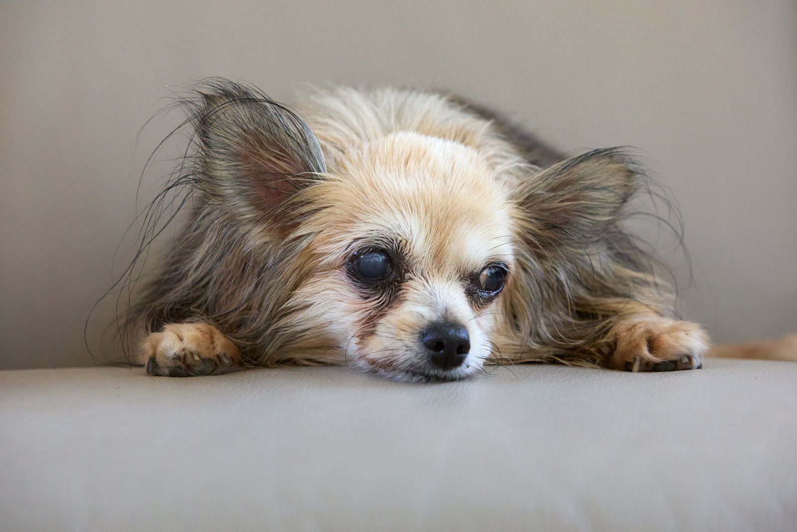 A long-haired Chihuahua with cloudy eyes resting her chin on a grey sofa cushion