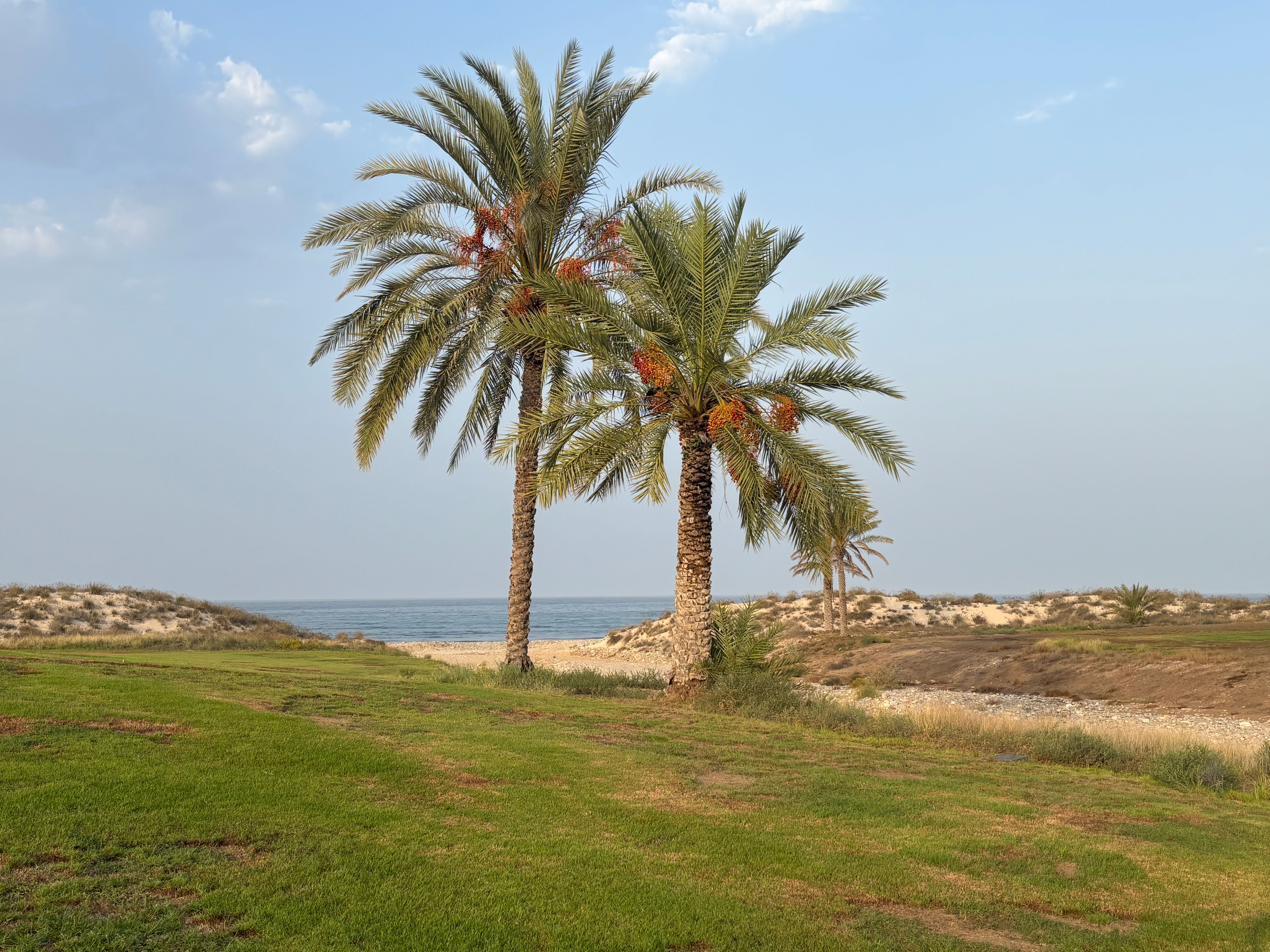 A peaceful seaside landscape with palm trees under a bright summer sky.