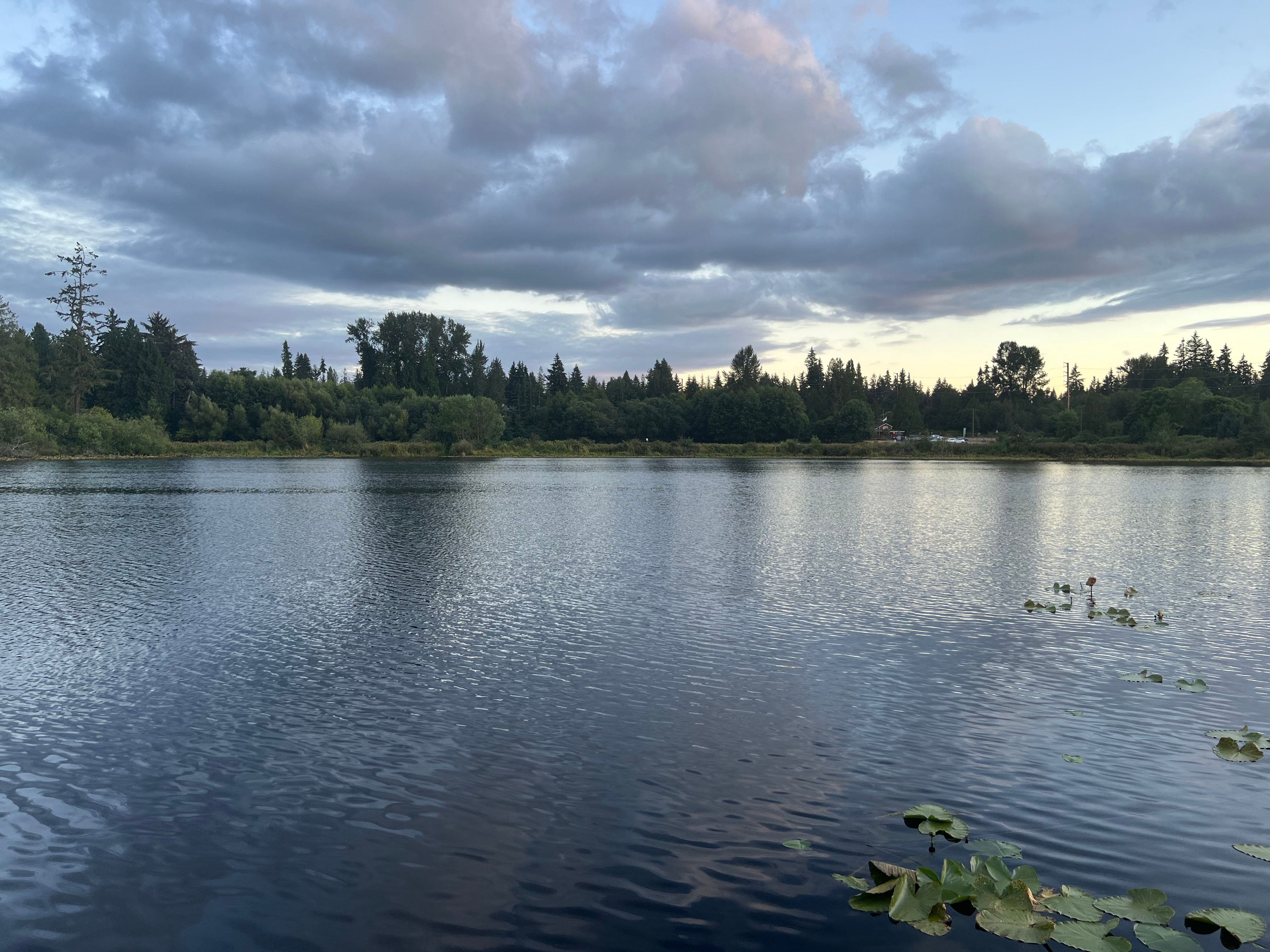 Bellevue: Calm lake bordered by trees in Bellevue