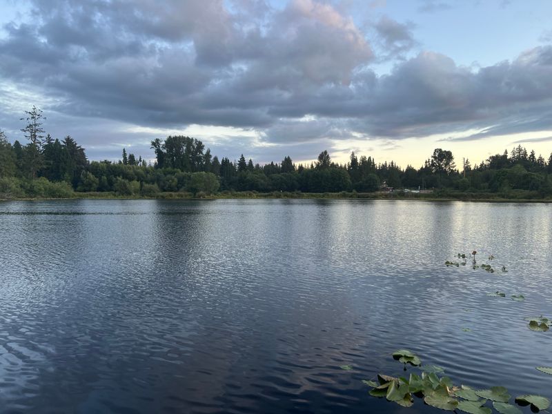 Calm lake water fringed with lily pads and evergreens near Bellevue