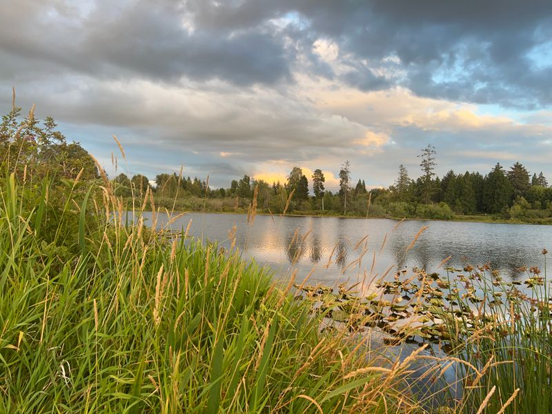 Wetland grasses and still water at sunset in Bellevue, Washington