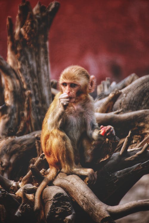 Fotobanka s bezplatnými fotkami na tému divočina, primát, rhesus makak