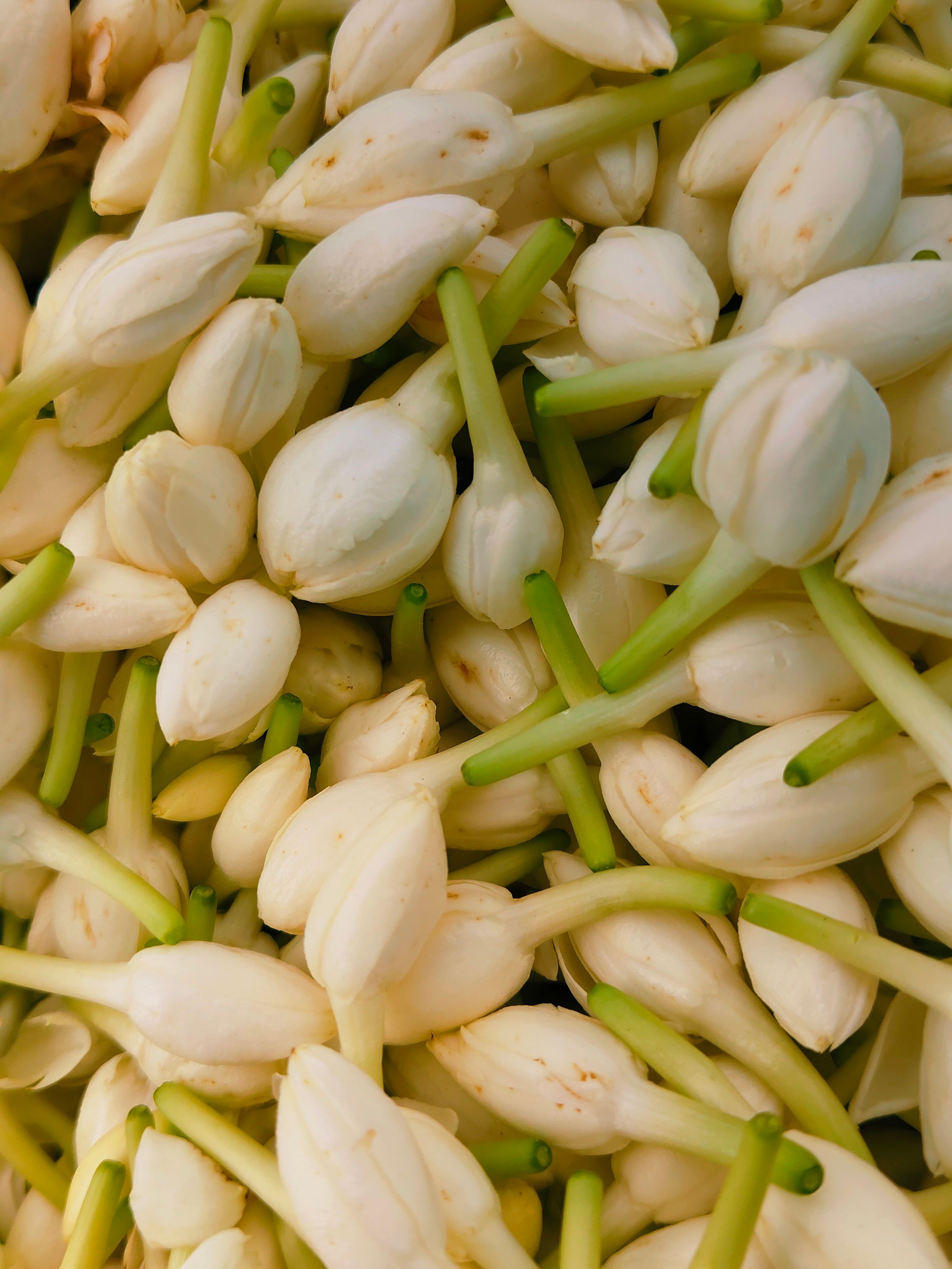 Abundant white jasmine buds with green stems, captured up close in natural light.