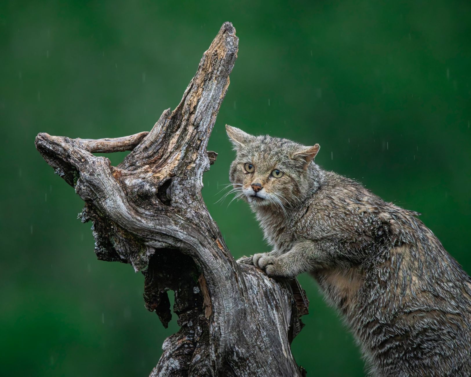 İskoçya'nın Cairngorms bölgesindeki ormanda bir yabani kedi
