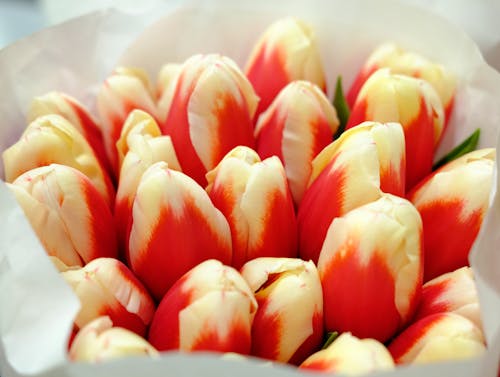 Bouquet Of Tulips