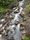 forest river
