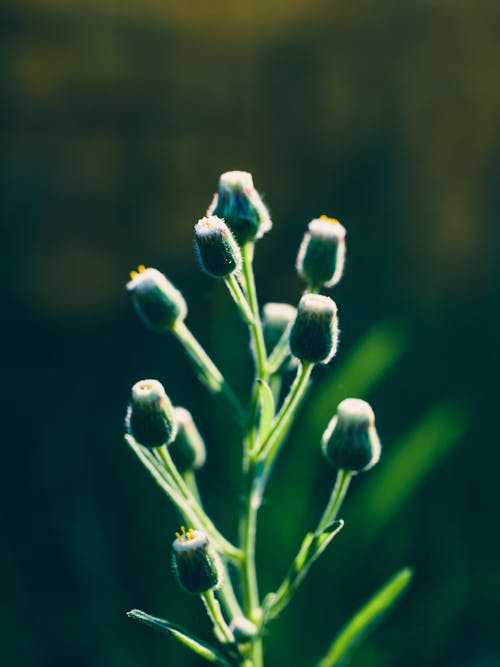 Close-up Shot Of A Plant