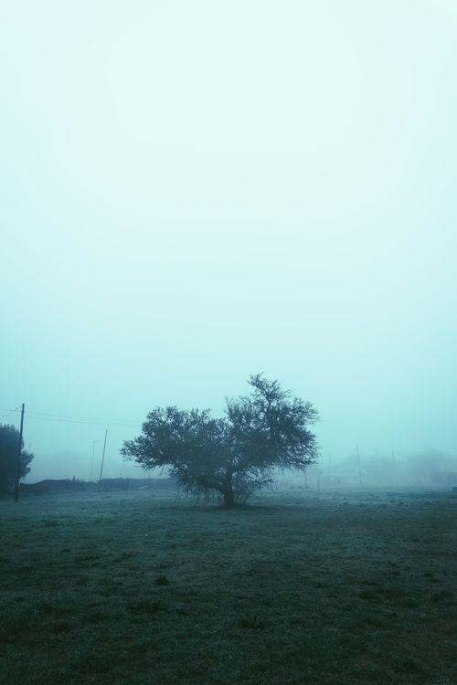 Free A lone tree stands amidst a foggy and misty landscape in Rosario, Argentina. Stock Photo