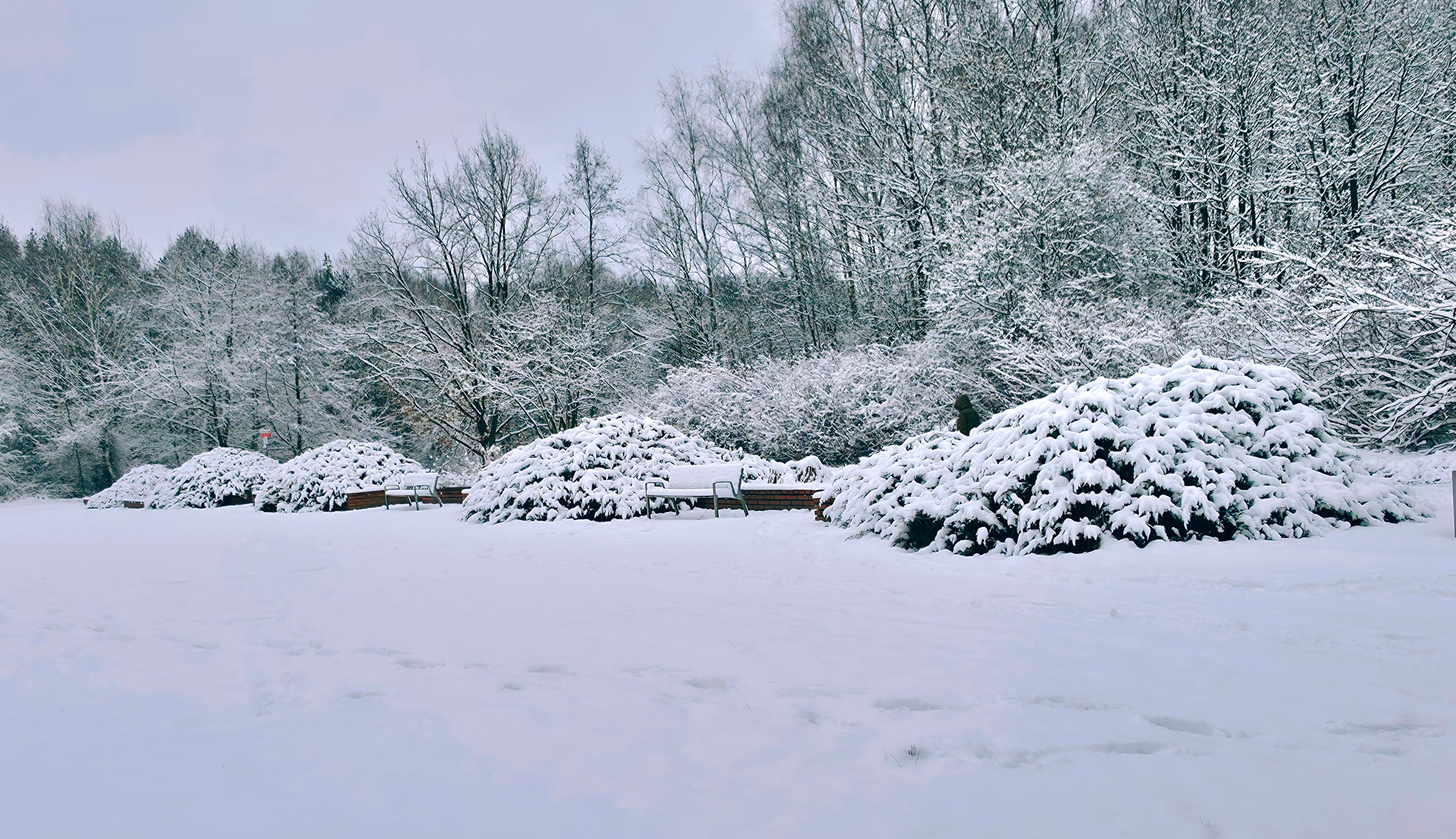 Peaceful snowy park scene with benches and trees in winter.