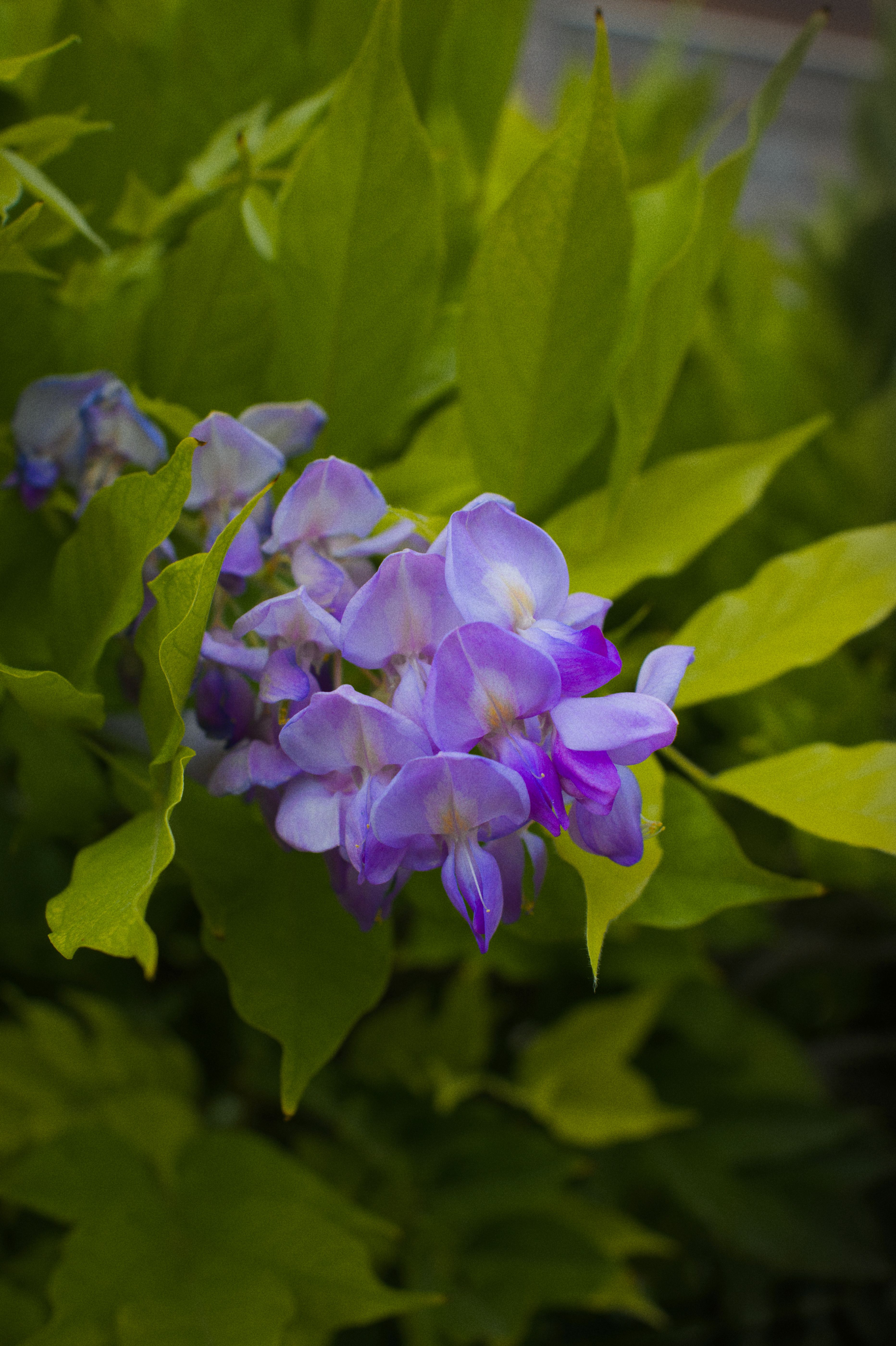 [ColoSach]-close-up-of-vibrant-purple-wisteria-flowers-against-lush-green-leaves,-capturing-the-essence-of-spring.