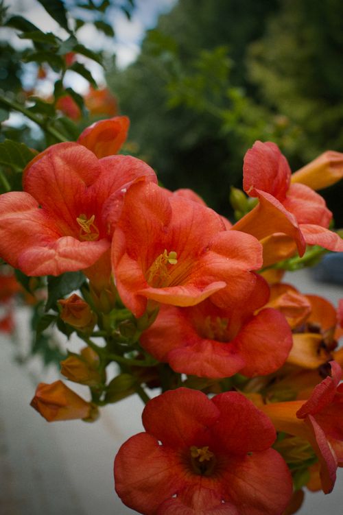 Free Close-up of vibrant orange trumpet vine flowers amidst green leaves, captured outdoors in springtime Türkiye. Stock Photo