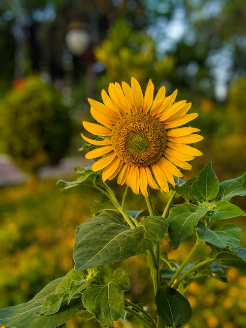 Bunga Matahari Kuning Dalam Fotografi Close Up