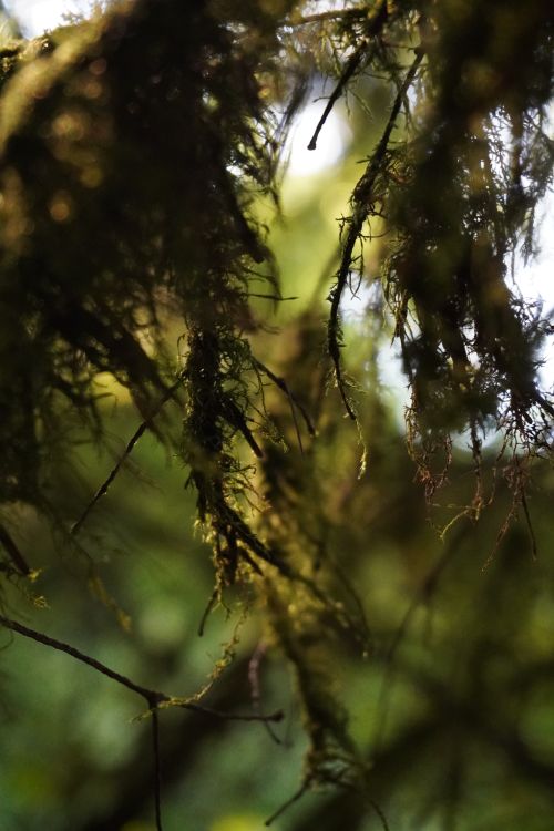 Free stock photo of flora, forest, green Stock Photo