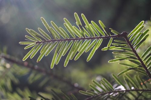 Free Detailed shot of conifer needles with sunlight filtering through a lush forest setting. Stock Photo